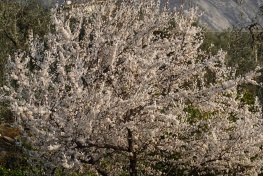 DSC03763
