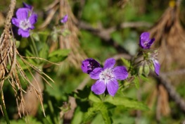 DSC00806