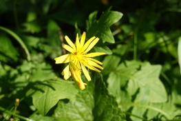 DSC00807