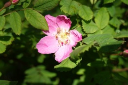 DSC00808