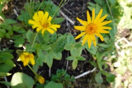 DSC00816